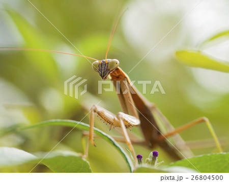 カマキリ 26804500