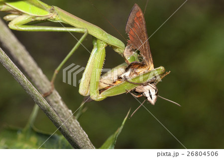 カマキリ 26804506