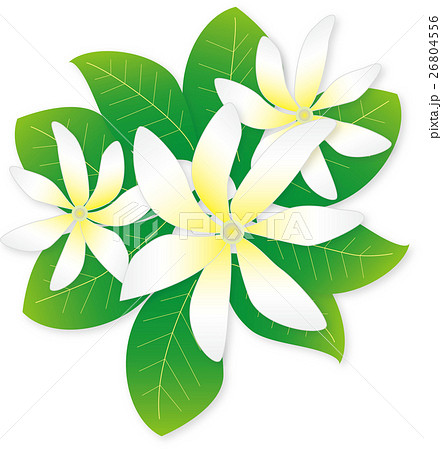 ティアレのイラスト素材