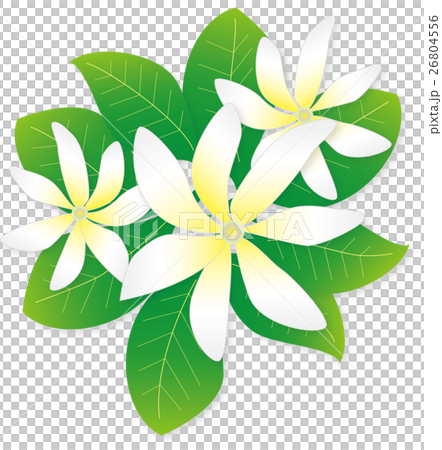 蒂亞雷 蒂亞雷 26804556