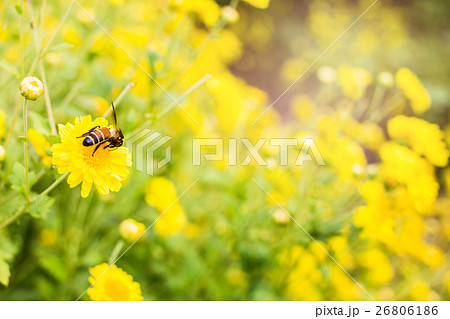 Bee eating's nectar from chrysanthemum Sunset back 26806186