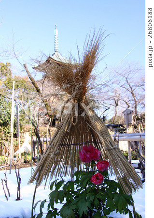雪、藁囲いの冬ぼたん 雪、藁囲いの冬ぼたん 26806188