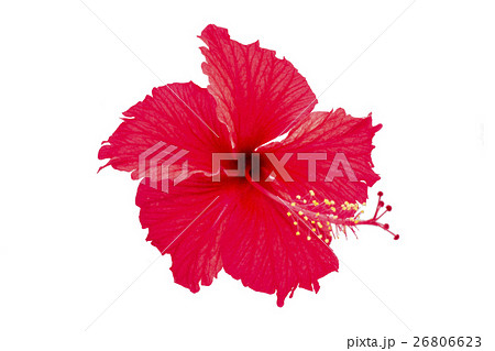 Chaba flower isolated white background 26806623