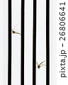 Mosquito dead by mosquito killer. 26806641