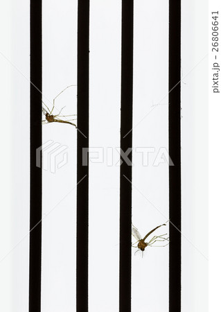 Mosquito dead by mosquito killer. 26806641