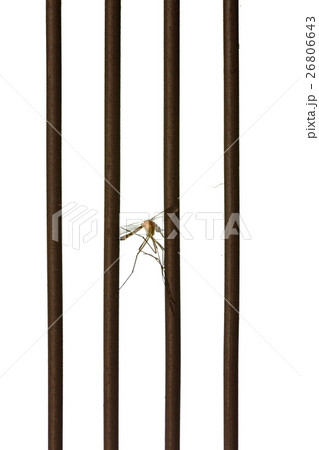 Mosquito dead by mosquito killer. 26806643