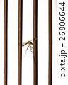 Mosquito dead by mosquito killer. 26806644