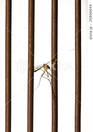 Mosquito dead by mosquito killer. 26806644