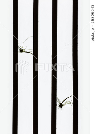 Mosquito dead by mosquito killer. 26806645