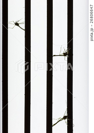 Mosquito dead by mosquito killer. 26806647