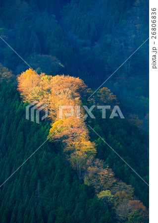 ナメゴ谷 紅葉 26806836
