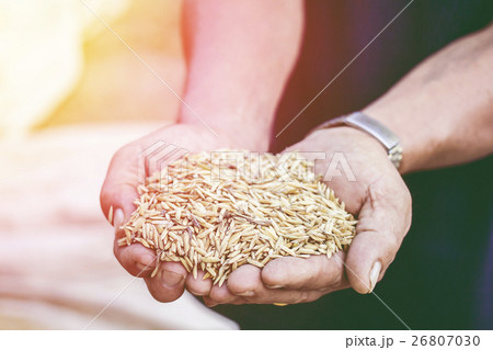 Paddy in the hands of farmers, background. 26807030
