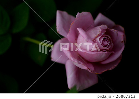 蜂ヶ峰の薔薇 蜂ヶ峰の薔薇 26807313