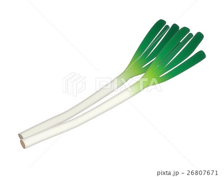 ネギのイラスト素材