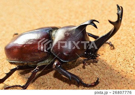 国産カブトムシ コルク背景 国産カブトムシ コルク背景 26807776