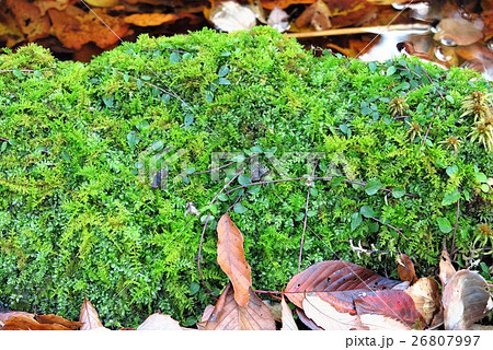 苔 コケ 府民の森星田園地 大阪府交野市の写真素材