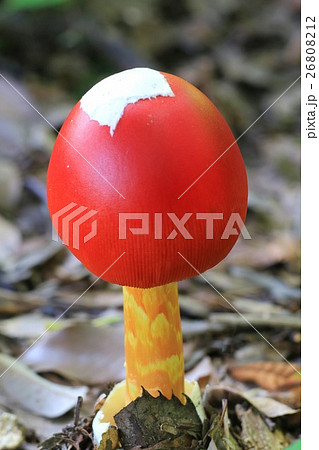 タマゴタケ 26808212