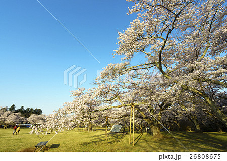 風光明媚の地で春を告げる桜前線の公園 仙台市民に親しまれている三神峯公園満開のソメイヨシノの写真素材