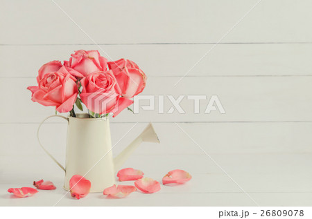 Withered pink rose flowers at watering can 26809078