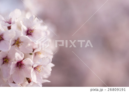 春爛漫満開のソメイヨシノ染井吉野春イメージ綺麗なボケ マクロレンズによるクローズアップ撮影の写真素材