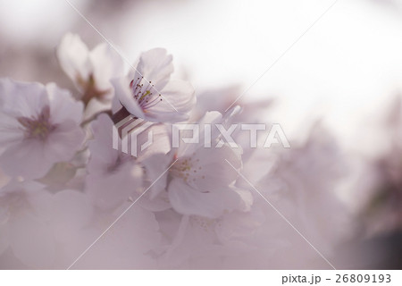 春爛漫満開のソメイヨシノ染井吉野春イメージ綺麗なボケ。マクロレンズによるクローズアップ撮影 26809193