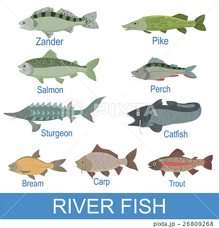 River Fish Identification Slate With Names 26809268