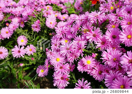 圧倒されるユウゼンギクの群生 26809844