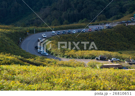 Mexican sunflowers field. 26810651