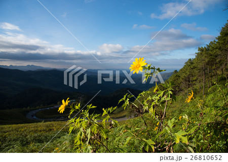 Mexican sunflowers on mountains background. 26810652