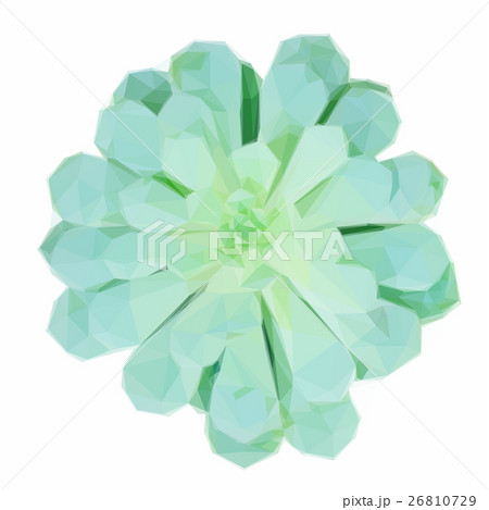 Succulent on white 26810729