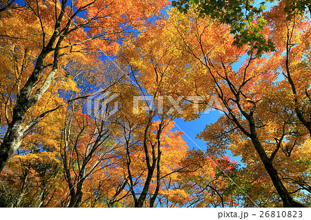 丹沢・鍋割山稜線の紅葉 丹沢・鍋割山稜線の紅葉 26810823