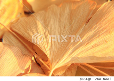 紅葉(イメージ) 紅葉(イメージ) 26810881