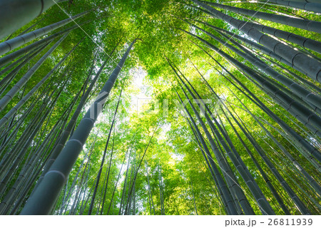 鎌倉　報国寺　竹の庭 26811939