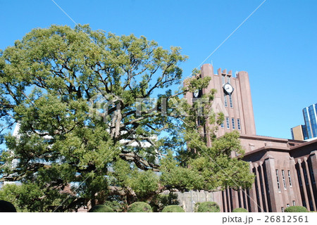 安田講堂と楠 26812561