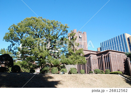 楠木と安田講堂 楠木と安田講堂 26812562
