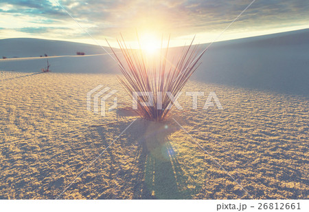 White sands 26812661