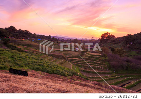 千早赤阪村棚田 棚田夢灯り 日の入りの写真素材