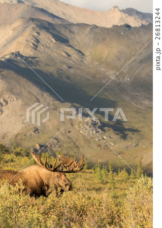Alaska-Yukon Bull Moose 26813244