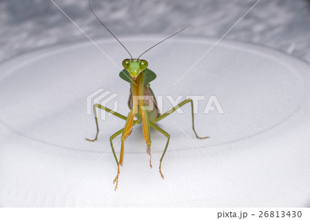 Giant Malaysian shield praying mantis Giant Malaysian shield praying mantis 26813430