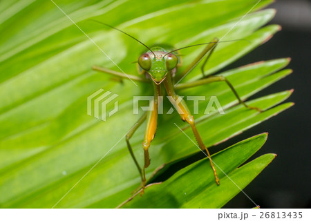 Giant Malaysian shield praying mantis  26813435