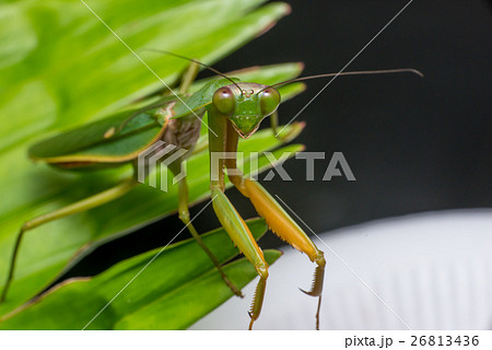 Giant Malaysian shield praying mantis Giant Malaysian shield praying mantis 26813436