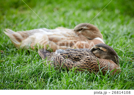 Ducks sleeping in the green grass with the heads Ducks sleeping in the green grass with the heads 26814108