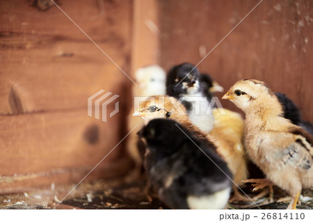 Little chicks in the stable on the farm 26814110