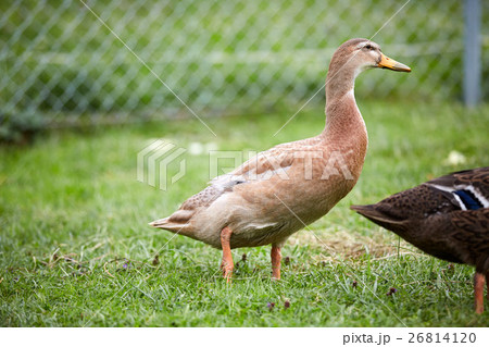 Duck on the green grass in the yard Duck on the green grass in the yard 26814120