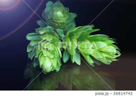 Green hop cones on a dark background Green hop cones on a dark background 26814742