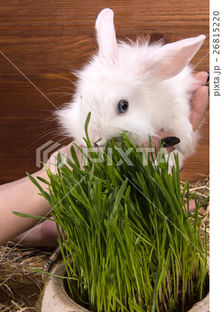 fluffy white little rabbit fluffy white little rabbit 26815220