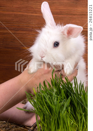 fluffy white little rabbit fluffy white little rabbit 26815221