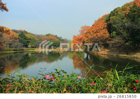 三ツ池公園 中の池紅葉 三ツ池公園 中の池紅葉 26815650
