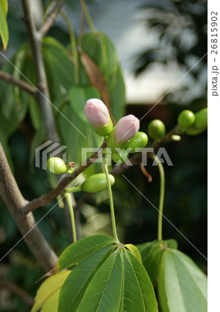 トックリキワタ 26815902