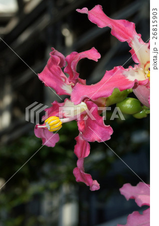 トックリキワタ 26815903